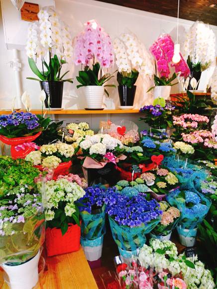 「ダイゴ花苑」　（京都府京都市伏見区）の花屋店舗写真2